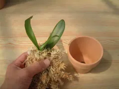 胡蝶蘭の苗を鉢に植え込む様子