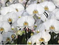 きれいな胡蝶蘭が咲きました