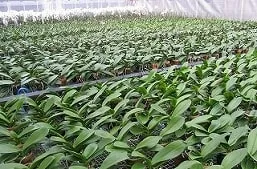 海老名洋蘭園 苗